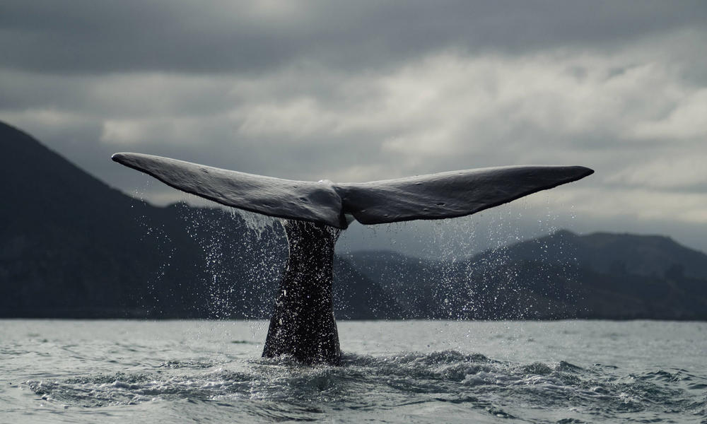 BLUE WHALE