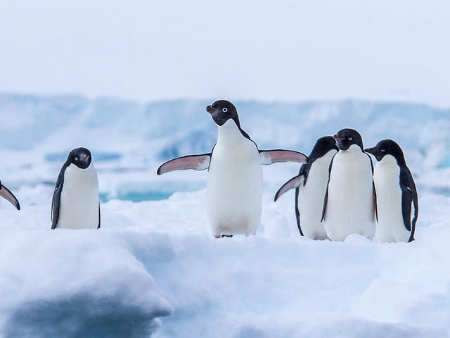 Penguins in the Arctic