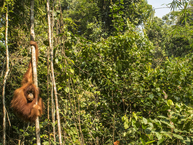 Sumatra and Borneo | Animals, People and Threats | WWF