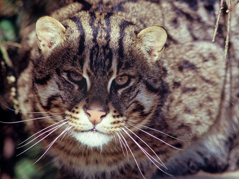 Fishing cat