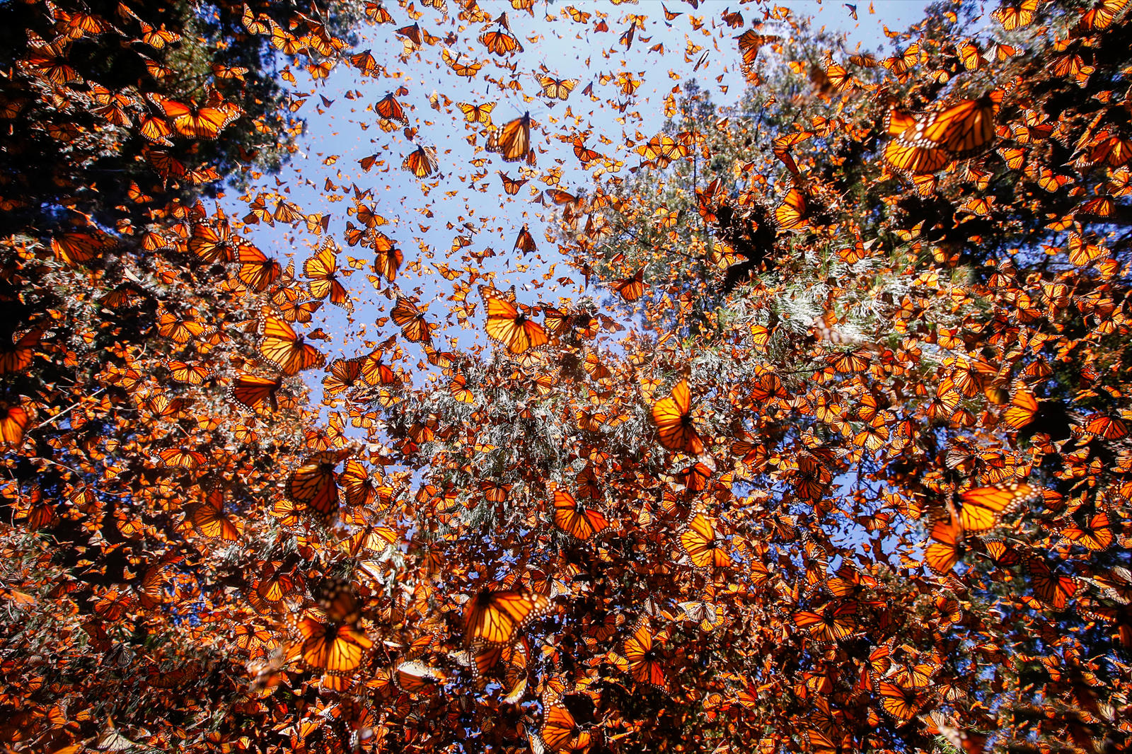 Why Do Monarch Butterflies Migrate To Mexico In Huge Numbers In The Winter