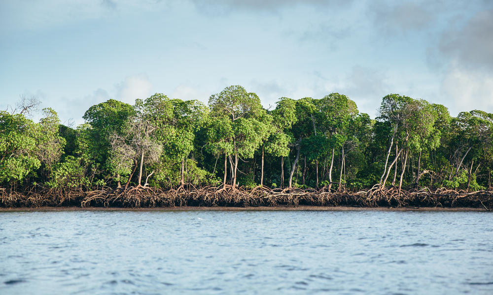 A view of mangroves along the coast from the water
