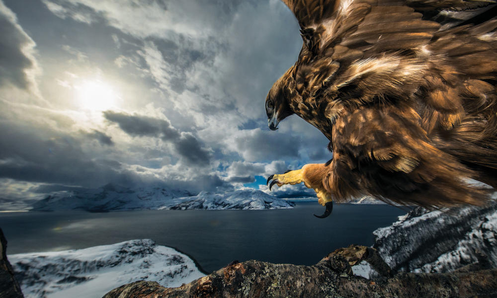 Golden Eagle