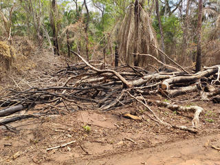 Burned forest in Bolivia