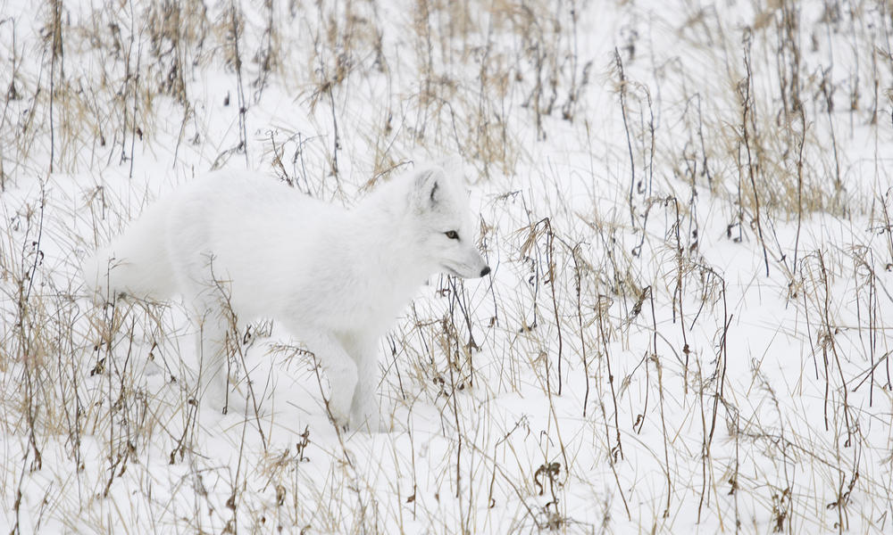 Arctic Fox