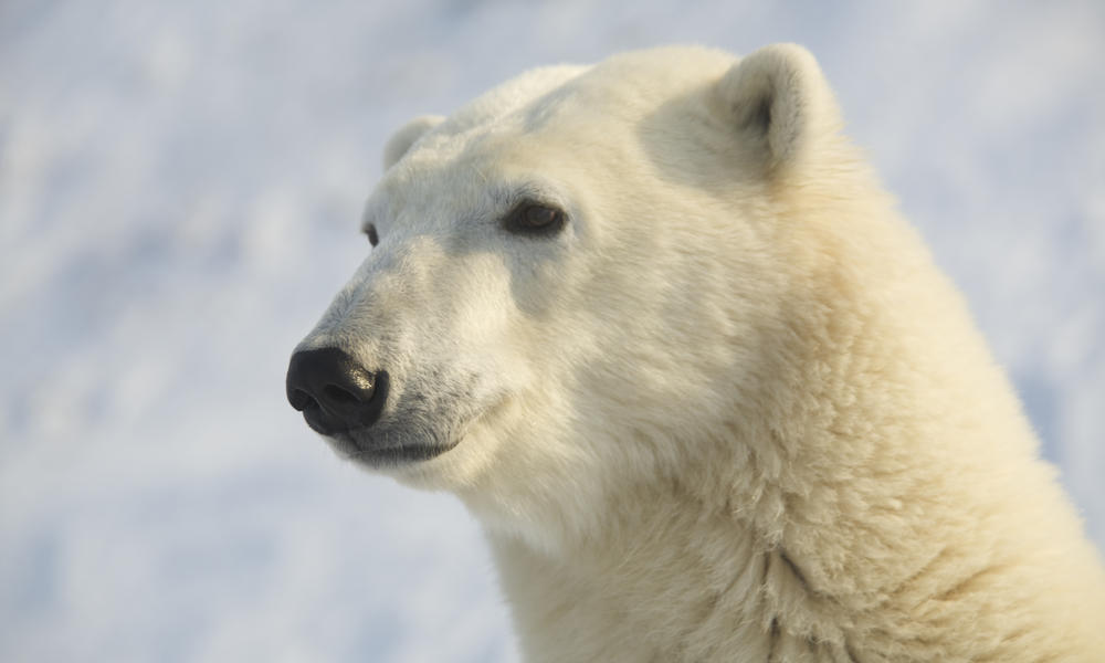 Bear in Profile