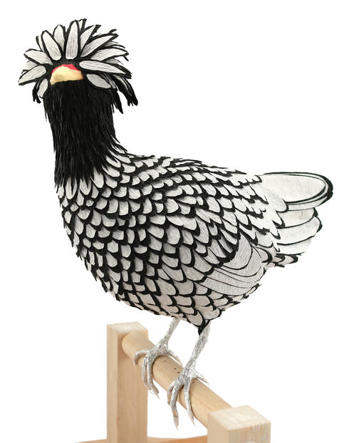 SILVER-LACED FRIZZLE