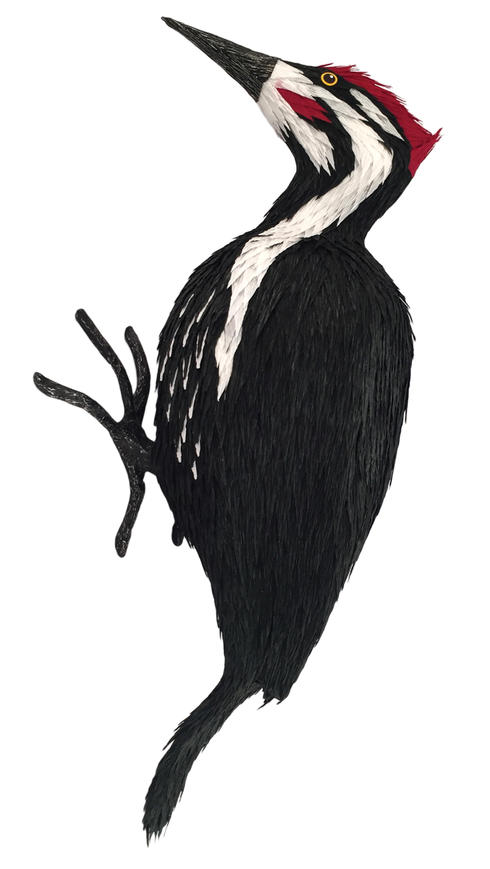PILEATED WOODPECKER