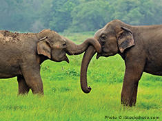 Two elephants interacting