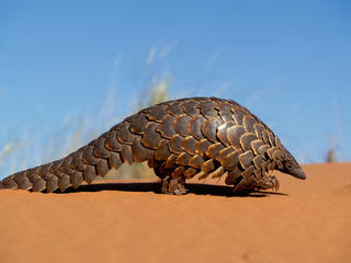 CAPE PANGOLIN