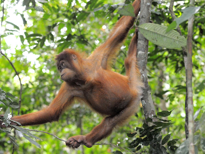 Orangutan Species Wwf 