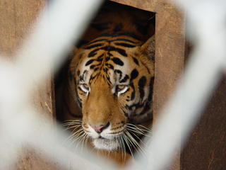 Caged tiger, Indiana, United States