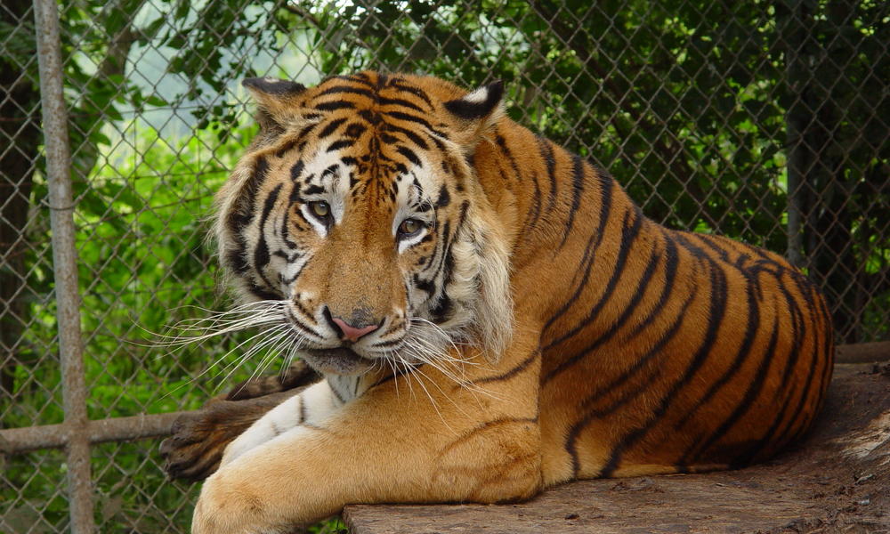 5 things Tiger King doesn’t explain about captive tigers | Stories | WWF
