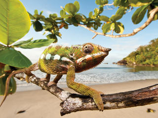 Chameleon