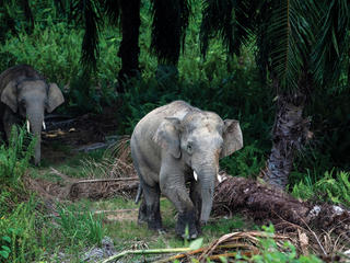 Elephants