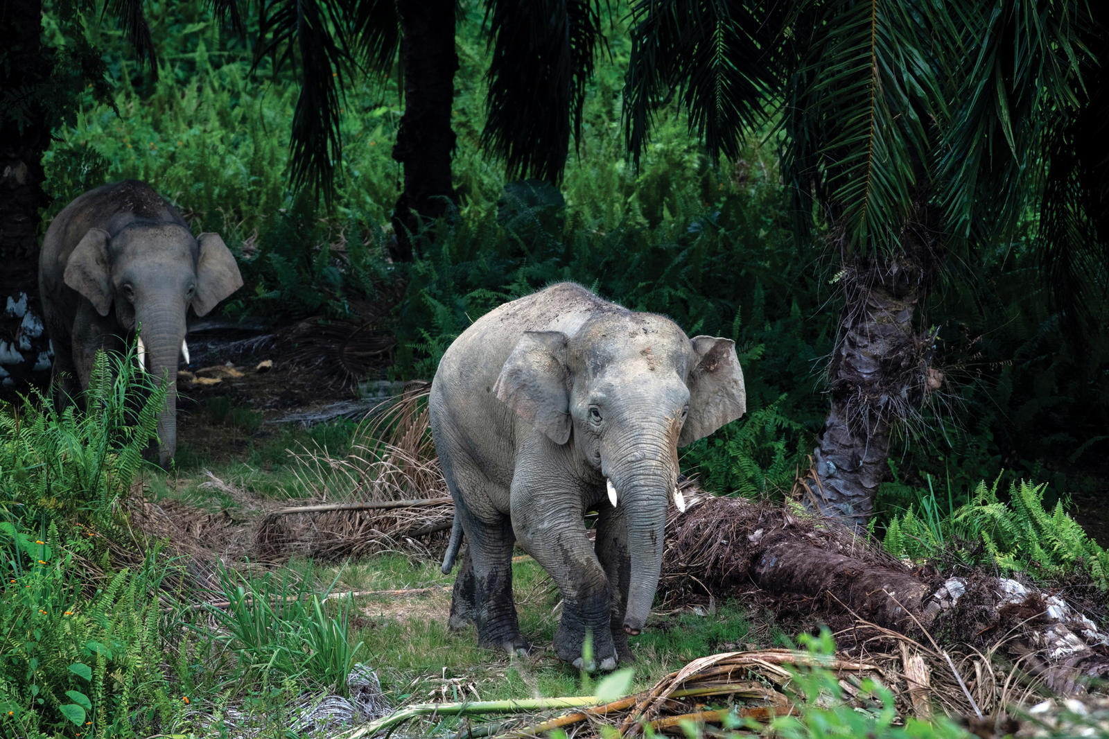 Wildlife corridors help elephants move between habitats in Malaysia