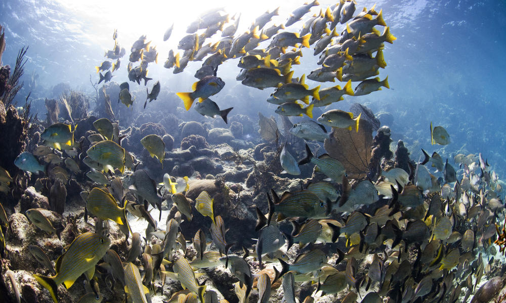 Coral with a big school of fish