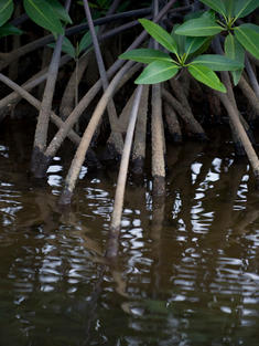 Mangrove closeup in Placencia Belize