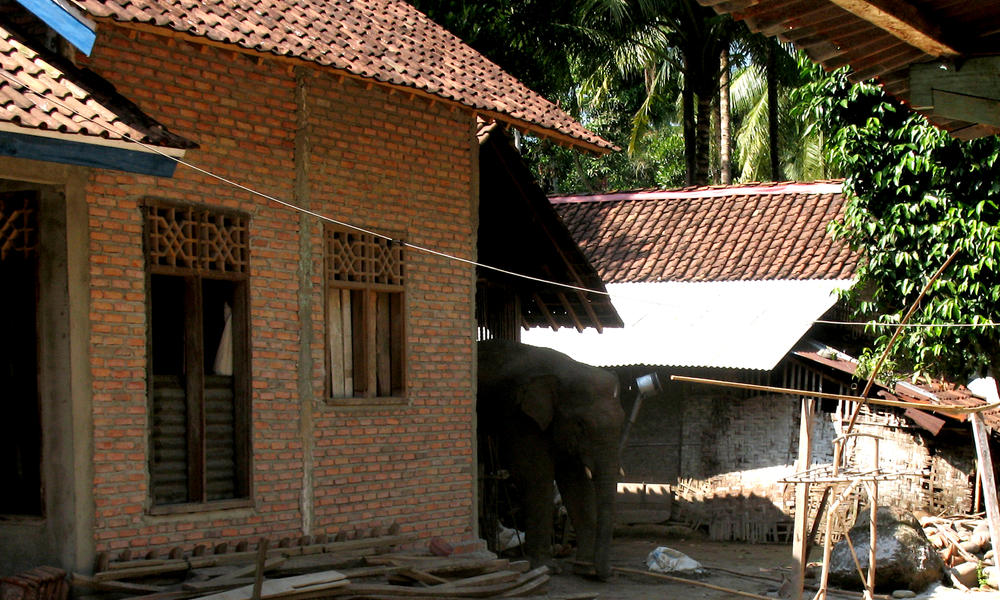 Wild Elephant