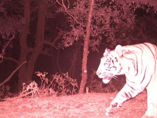 Camera trap image of tiger at high elevation