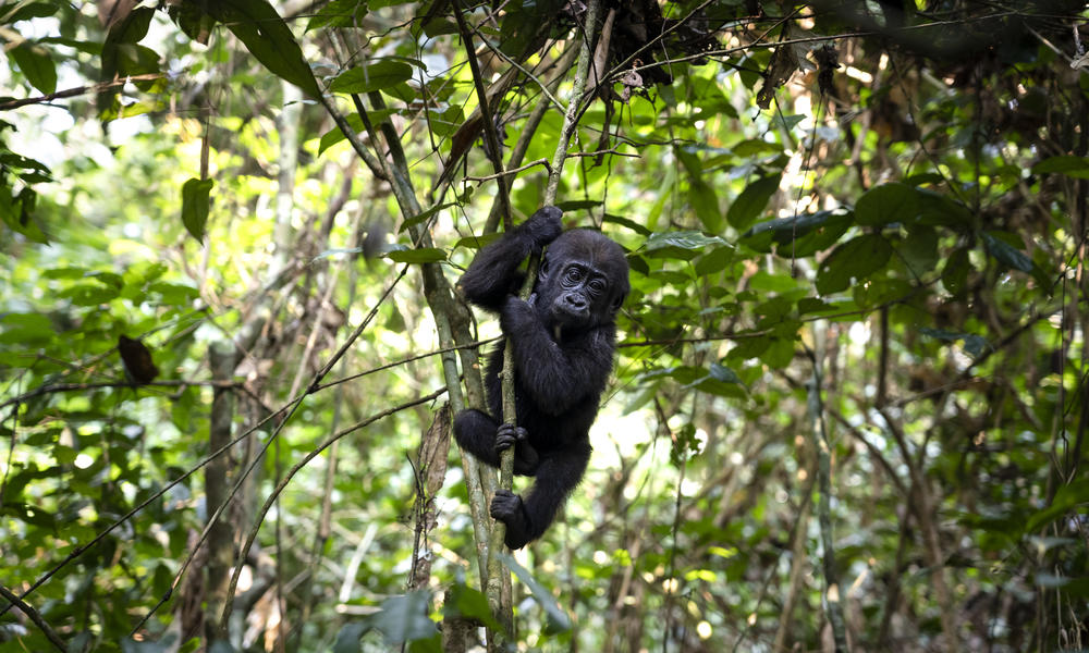 Western lowland baby gorilla_Dzanga Sangha