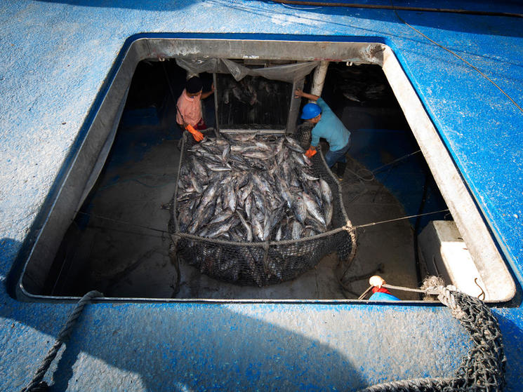 Fishers prepare a net full of tuna for processing