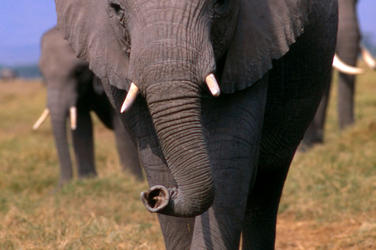 African elephant 08.15.2012 buyer beware