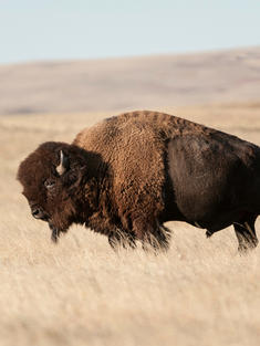 A lone bison on the Fort Peck Tribes Cultural Buffalo Herd Ranch Facility