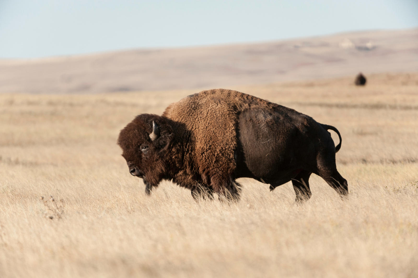 A lone bison on the Fort Peck Tribes Cultural Buffalo Herd Ranch Facility