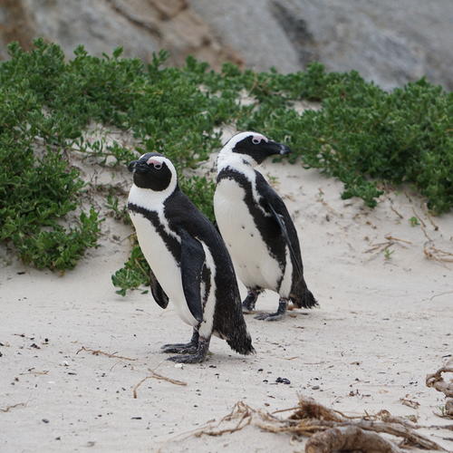 Two African penguins stand on a dune. One faces right, and the other faces left. Vegetation grows behind them.