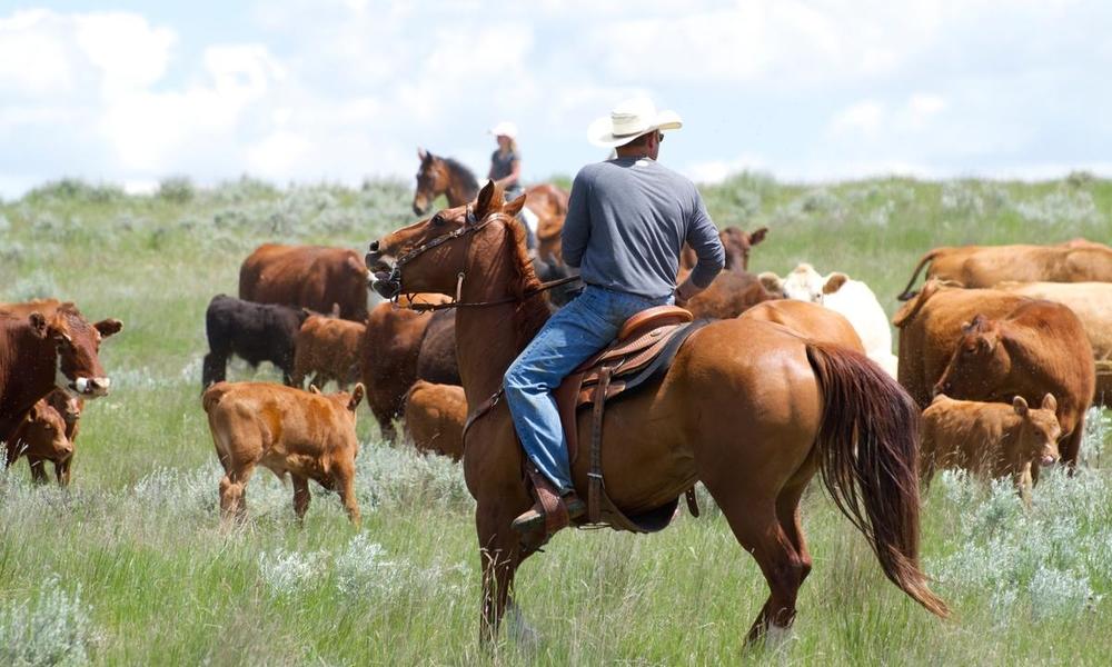 Sustainable Ranching Initiative | Projects | WWF