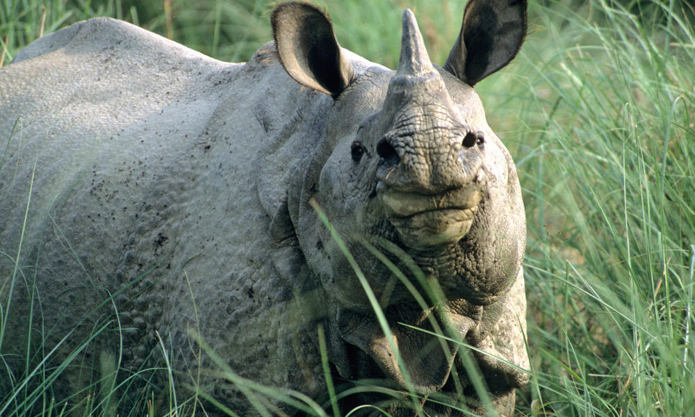 Rhino Horn | Pages | WWF