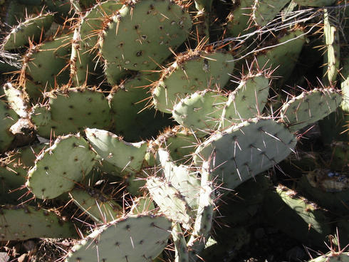 Prickly pear cactus