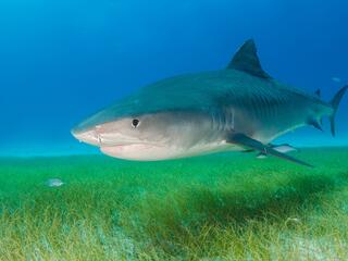Tiger shark swims over seagrass.