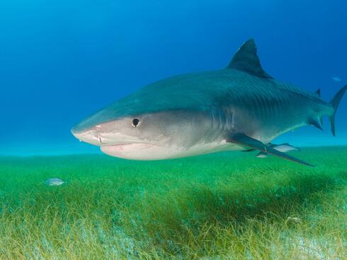 Tiger shark swims over seagrass.