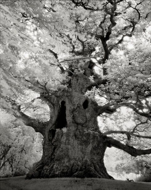 Large, ancient hollow tree