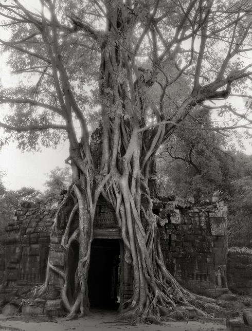 Tree growing over building entrance