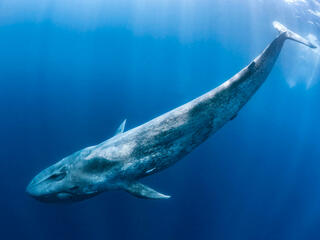 Blue Whale | Species | WWF