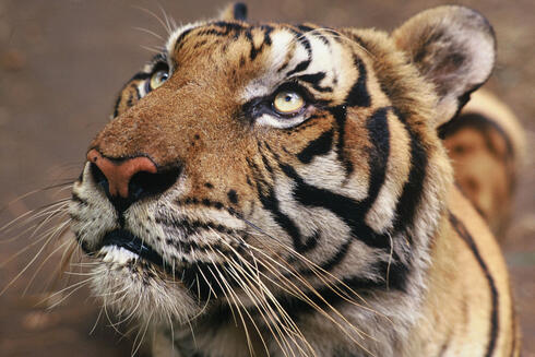 A tiger orphaned by poachers.