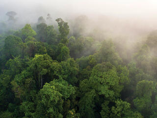 Landscape of forest canopy from above