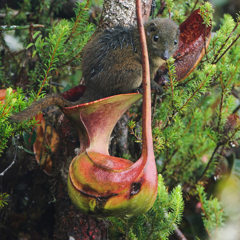 Nepenthes lowii with squirrel