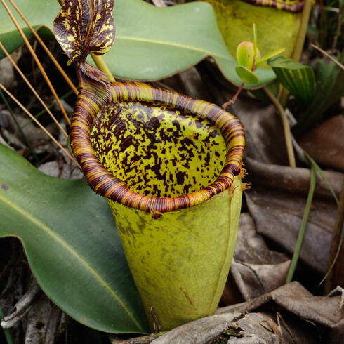 Nepenthes attenboroughii plant
