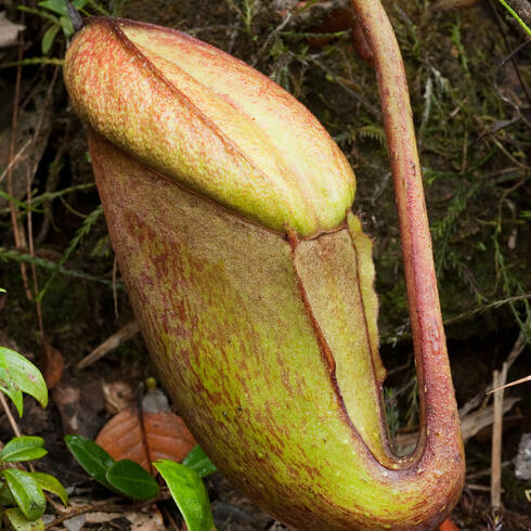 Nepenthes rajah plant