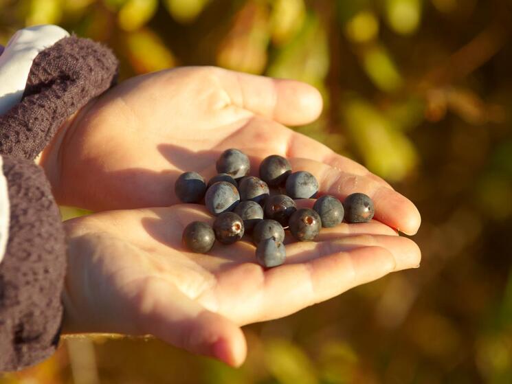 child holding blueberries