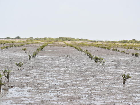 Mangroves in the early stages of growth