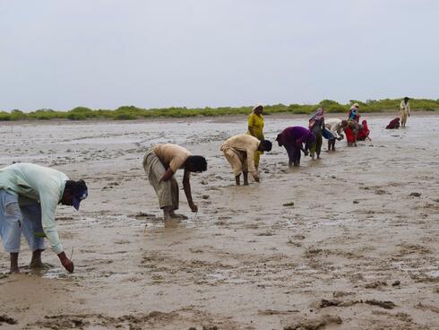 People tend to mangroves