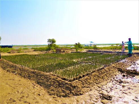 A field of mangroves grows