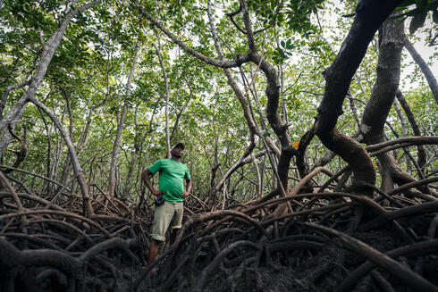 Patroling a mangrove forest for poachers