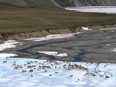 Herd of Caribou