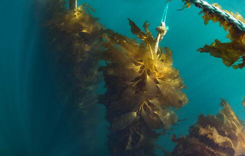 Seaweed farming and boat